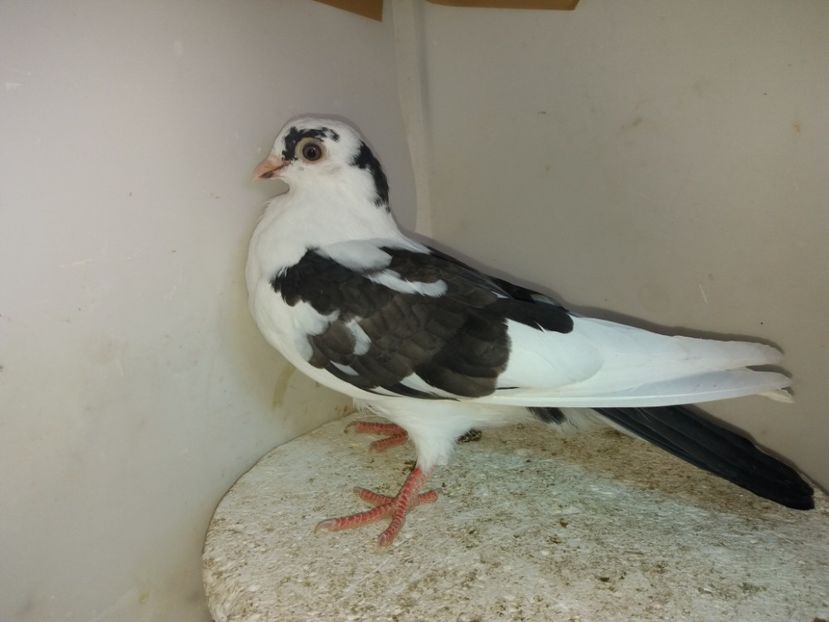 7165  femelă  2019 - Plecați ALBUM 2