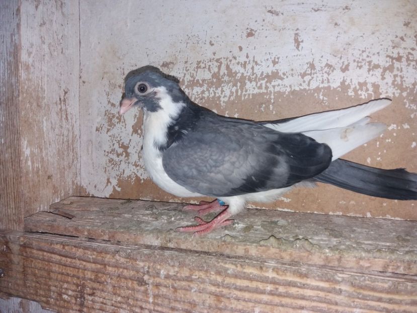 femelă  2019 - Plecați ALBUM 2