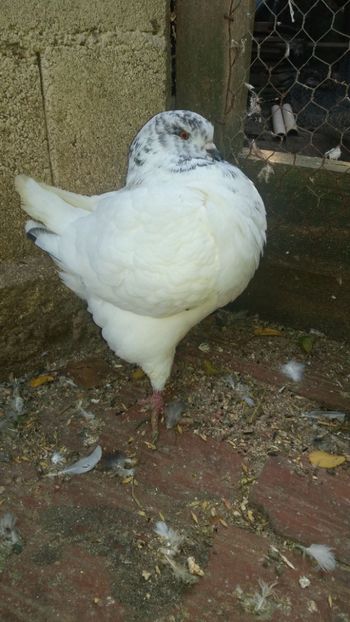 IMG-20191020-WA0005 - PASARI DETINUTE