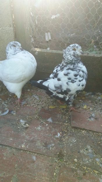 IMG-20191020-WA0003 - PASARI DETINUTE