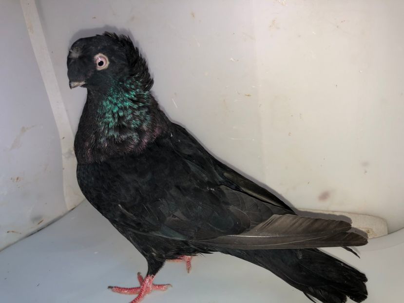 7008  mascul  2019 - Plecați ALBUM 2