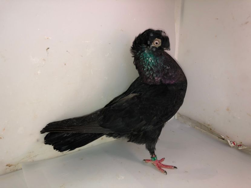 6869  femelă  2019 - Plecați ALBUM 2