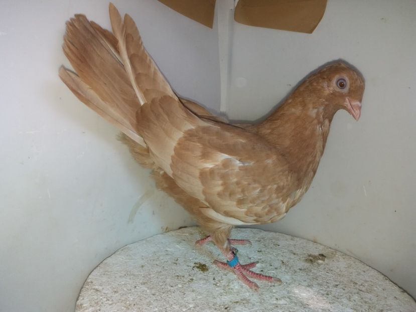 7126(18)  femelă  2019 - Plecați ALBUM 2