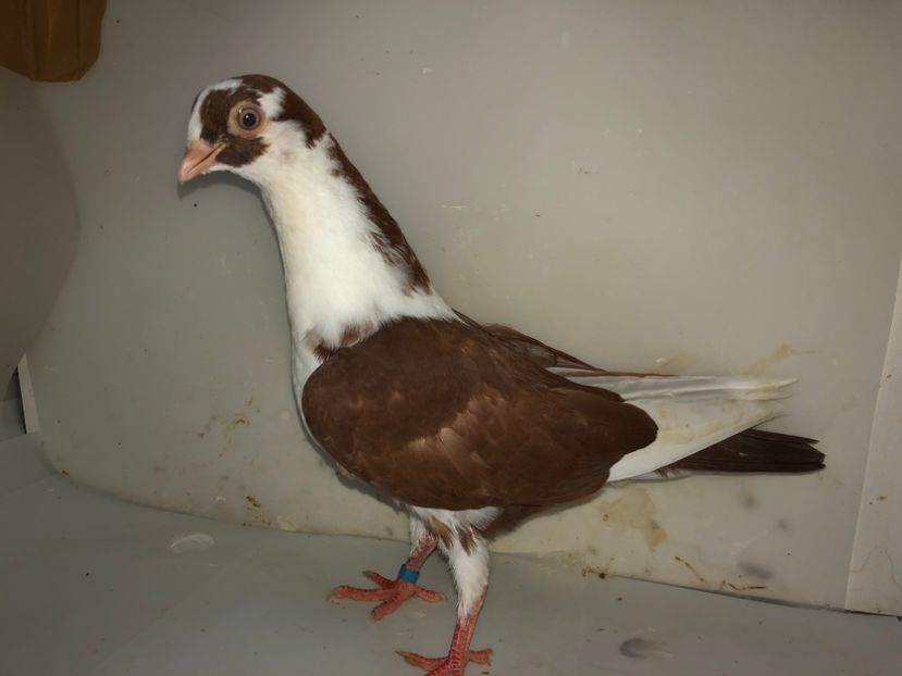 7140  mascul  2019 - Plecați ALBUM 2