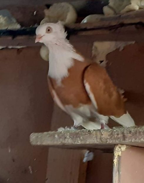  - 5-Jucatori de Amara