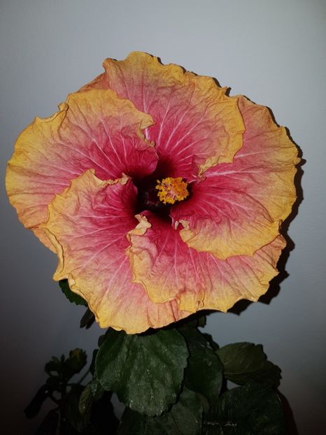  - HIBISCUS 2019