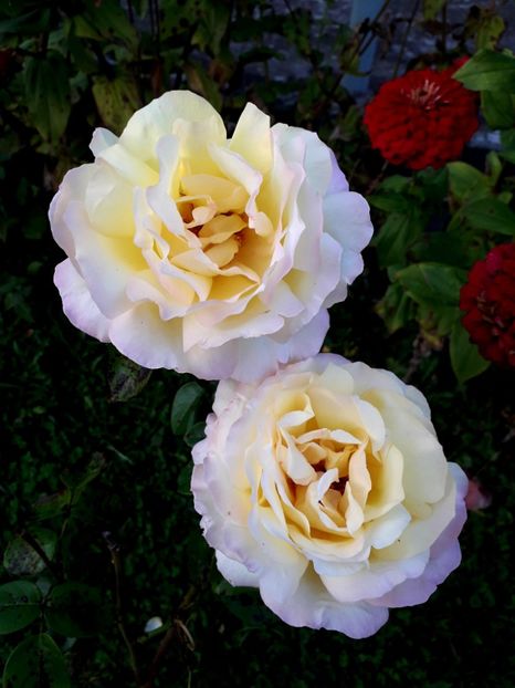  - TRANDAFIRI_2019_2020_2024