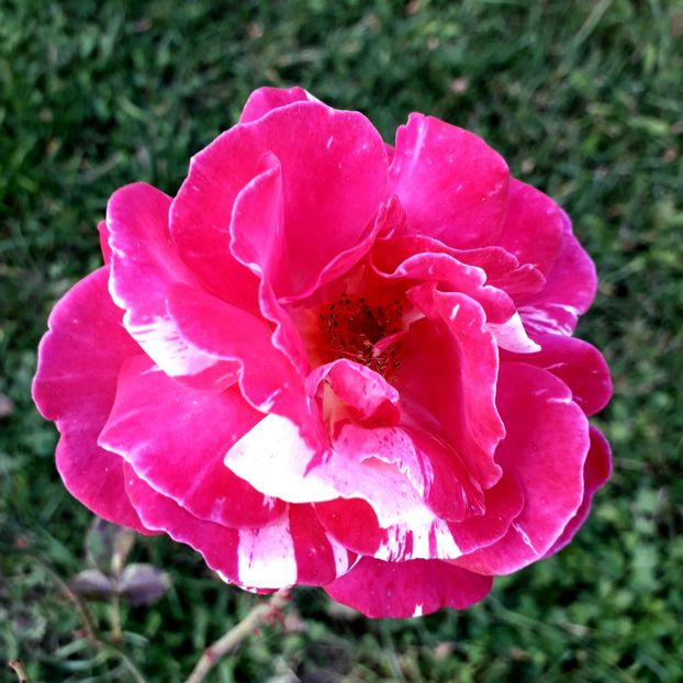  - TRANDAFIRI_2019_2020_2024