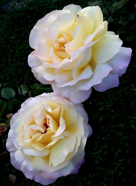  - TRANDAFIRI_2019_2020_2024