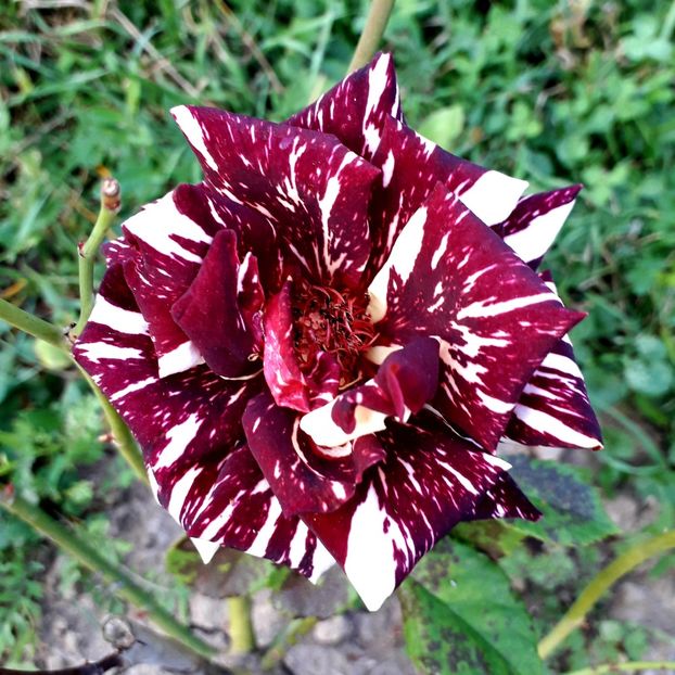  - TRANDAFIRI_2019_2020_2024