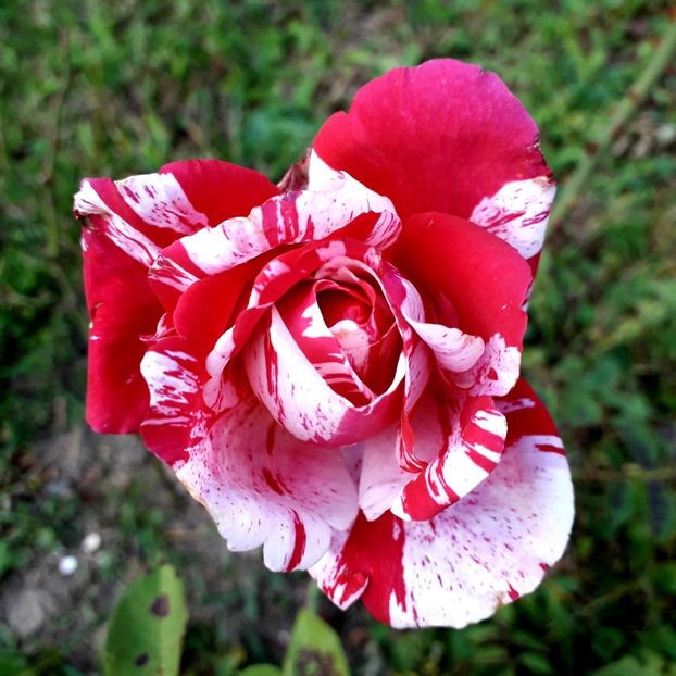  - TRANDAFIRI_2019_2020_2024