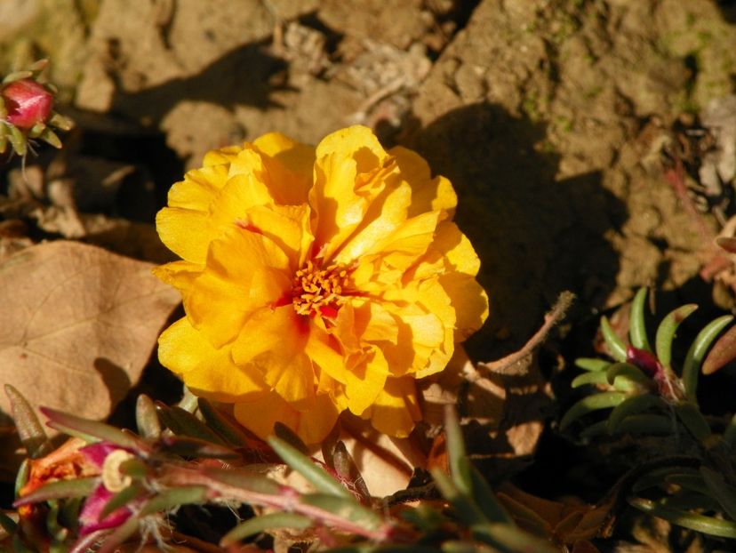 portulaca grandiflora - Dobarland 2019 4