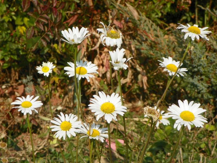 margarete - Dobarland 2019 4