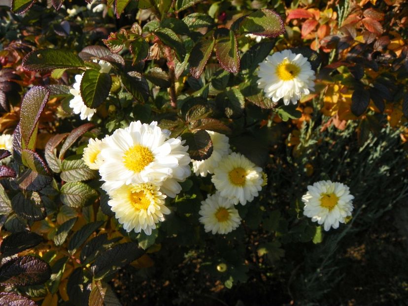 chrysanthemum Poesie - Dobarland 2019 4