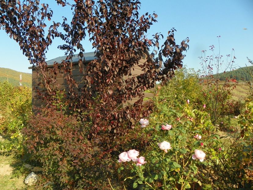 prunus cerasifera Nigra - Dobarland 2019 4