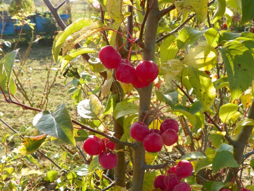 malus Red Sentinel - Dobarland 2019 4