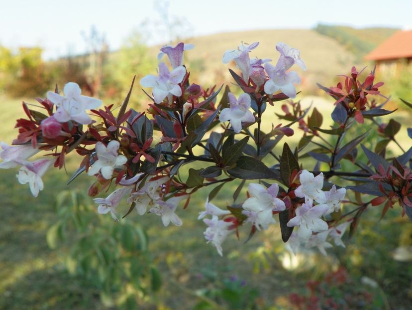 abelia grandiflora - Dobarland 2019 4