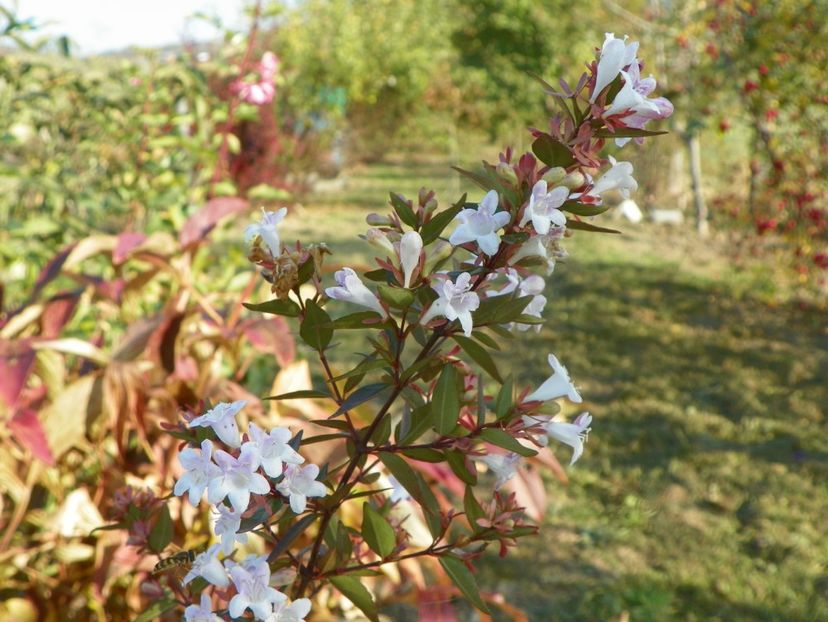 abelia grandiflora - Dobarland 2019 4
