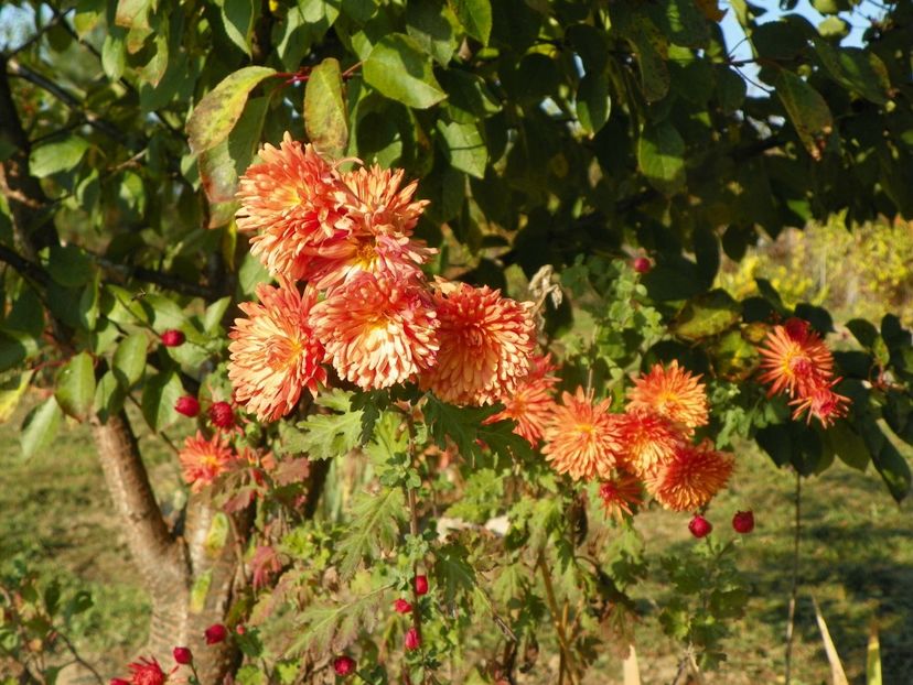 chrysanthemum Kleiner Bernstein - Dobarland 2019 4
