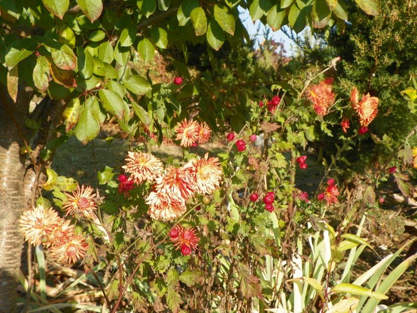 chrysanthemum Kleiner Bernstein - Dobarland 2019 4