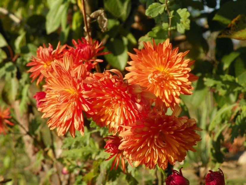 chrysanthemum Kleiner Bernstein - Dobarland 2019 4