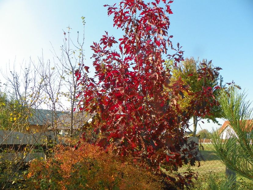 quercus rubra - Dobarland 2019 4