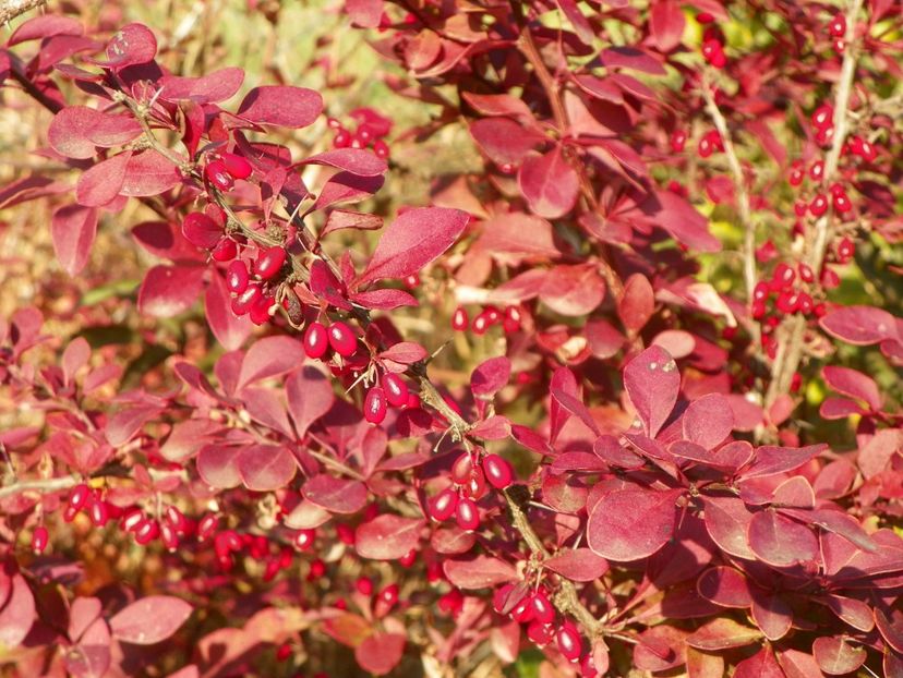 berberis Golden Ring - Dobarland 2019 4