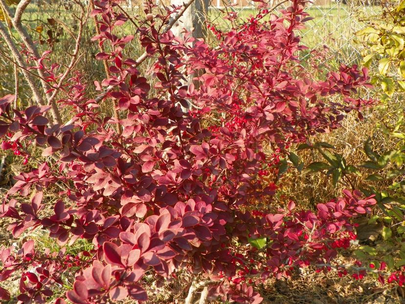berberis Golden Ring - Dobarland 2019 4