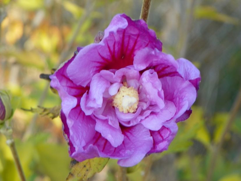 hibiscus syr Lavender Chiffon - Dobarland 2019 4