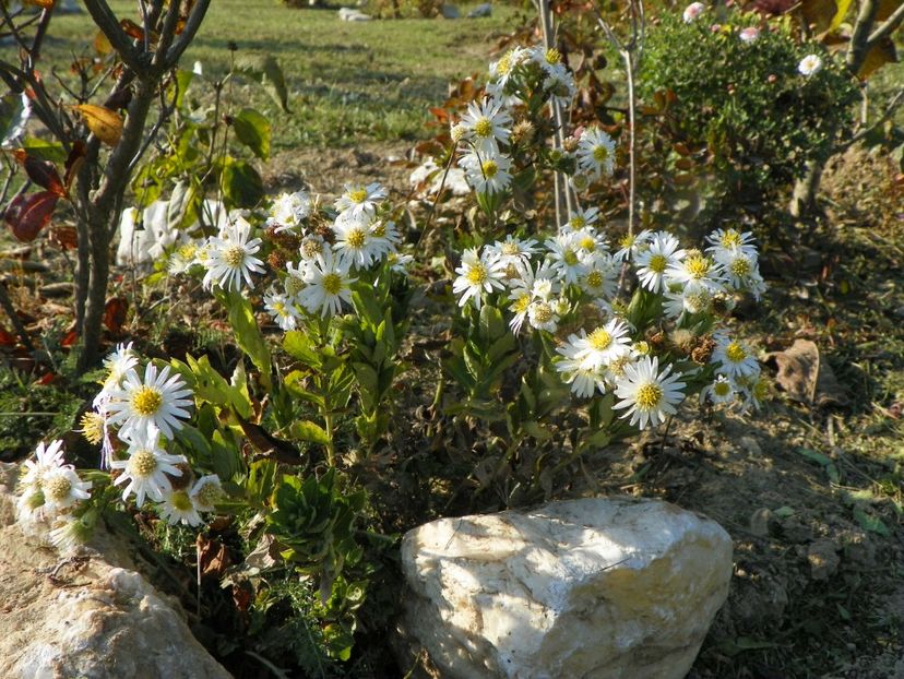 aster ageratoides Starshine - Dobarland 2019 4