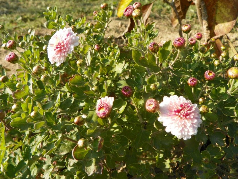 chrysanthemum Julia - Dobarland 2019 4