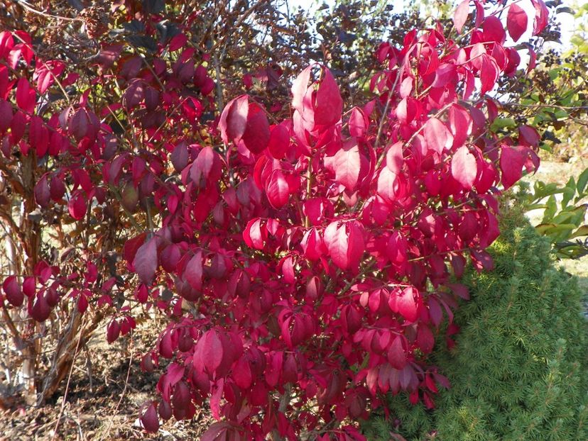 euonymus alatus Compactum - Dobarland 2019 4