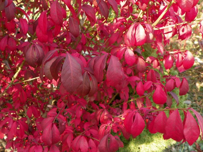 euonymus alatus Compactum - Dobarland 2019 4