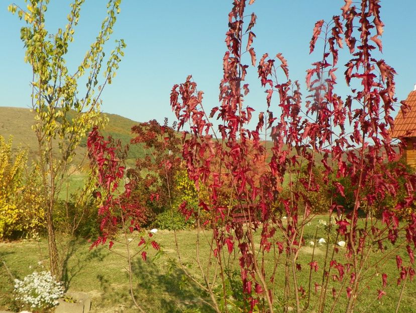 acer tataricum - Dobarland 2019 4