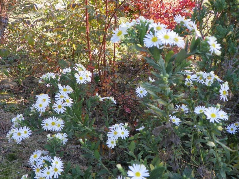 aster ageratoides Ashvi - Dobarland 2019 4