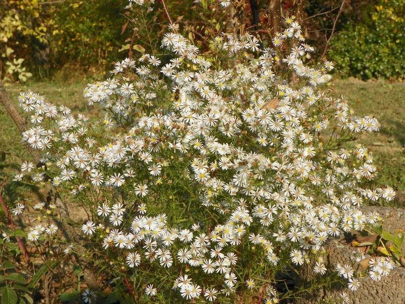 aster Monte Cassino - Dobarland 2019 4