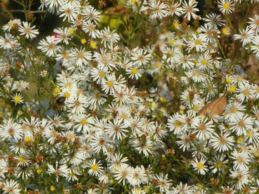 aster Monte Cassino - Dobarland 2019 4