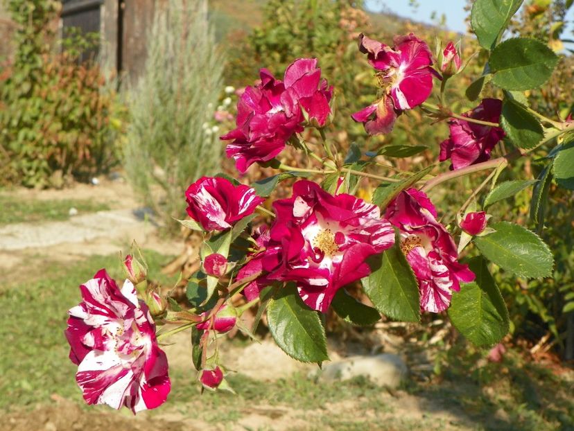 Purple Splash - Trandafiri 2019 5