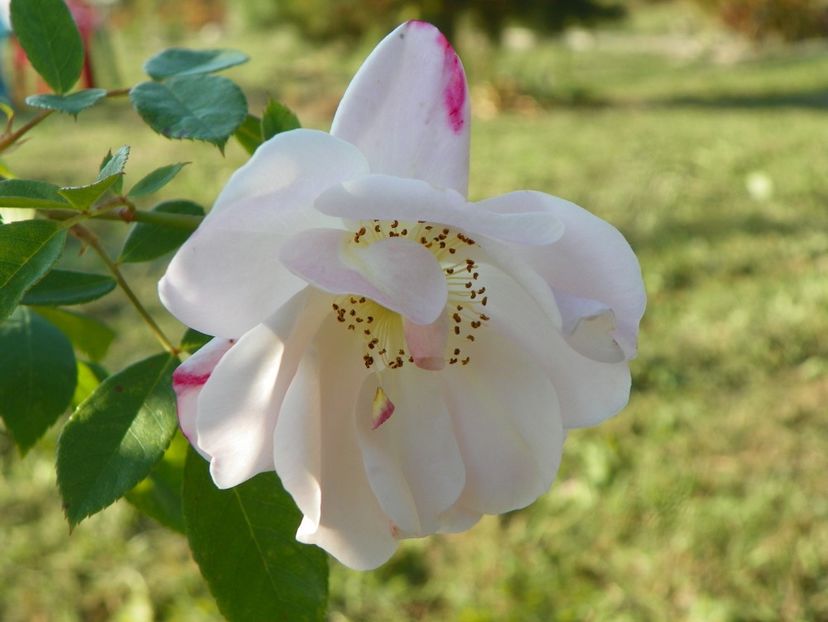 Sourire d'Orchidee - Trandafiri 2019 5