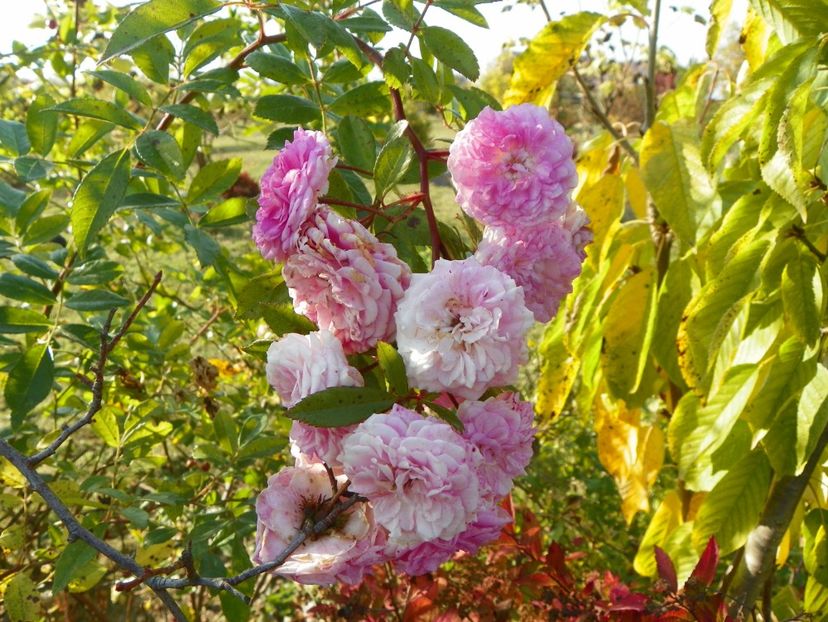 Pink Ghislaine de Feligonde - Trandafiri 2019 5