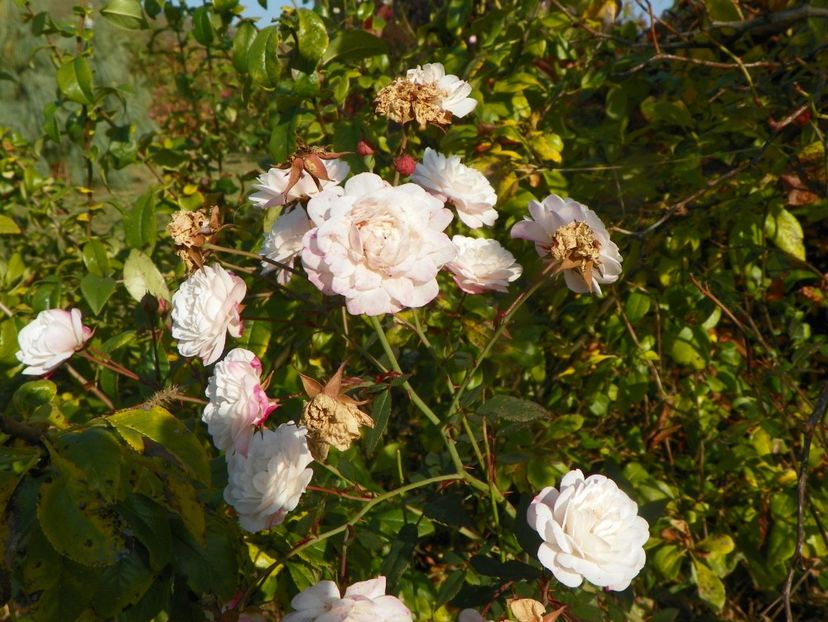 Little White Pet - Trandafiri 2019 5