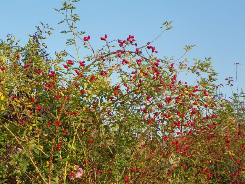rosa canina - Trandafiri 2019 5