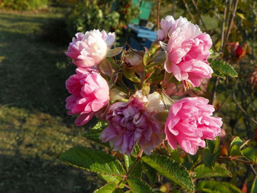 Pink Grootendorst - Trandafiri 2019 5
