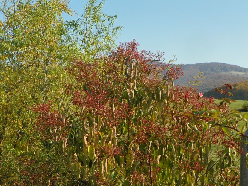 heptacodium miconioides - Dobarland 2019 4
