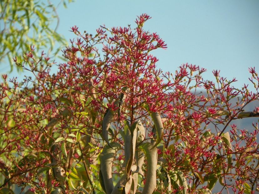 heptacodium miconioides - Dobarland 2019 4
