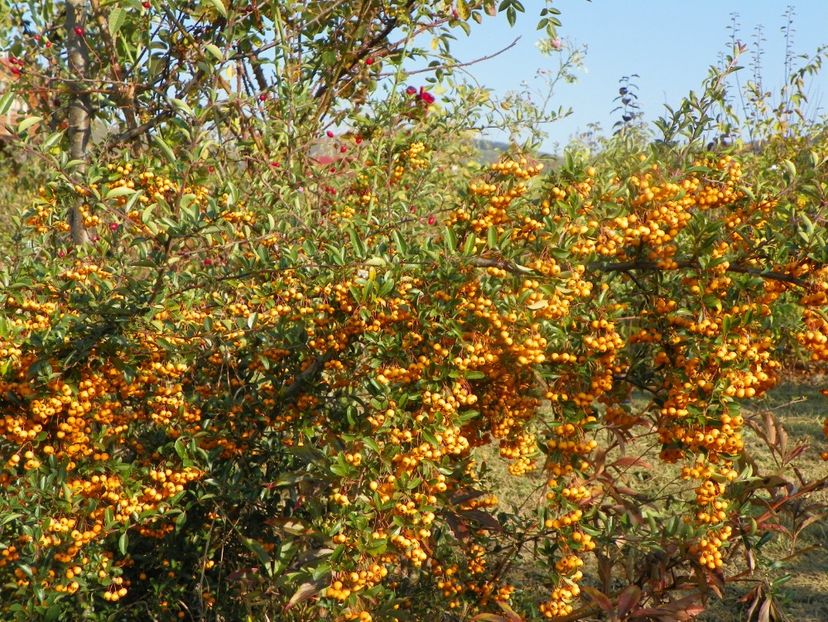 pyracantha Soleil dOr - Dobarland 2019 4