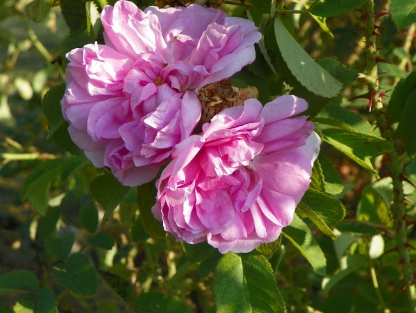 Autumn Damask - Trandafiri 2019 5