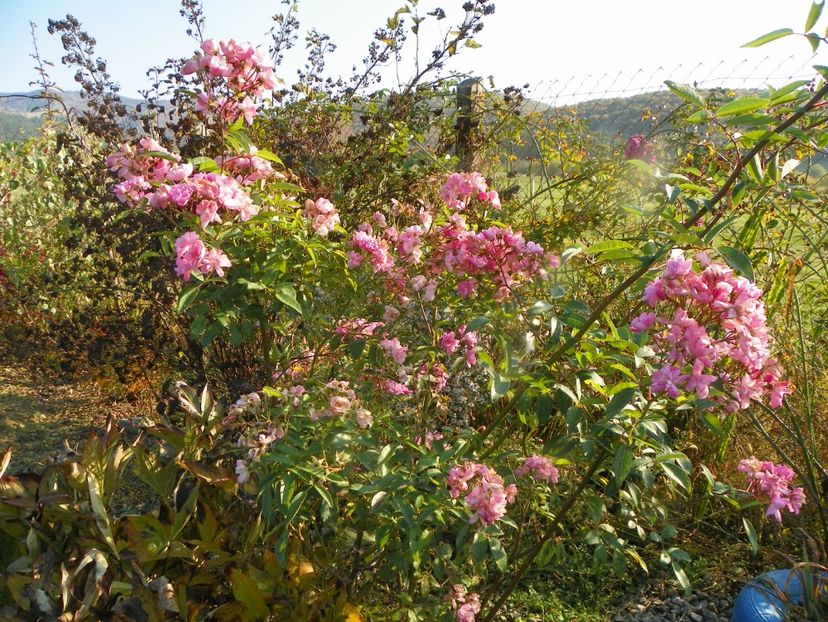Heavenly Pink - Trandafiri 2019 5