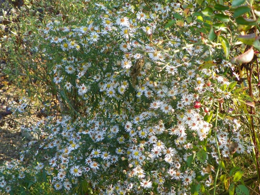 aster din padure - Dobarland 2019 4