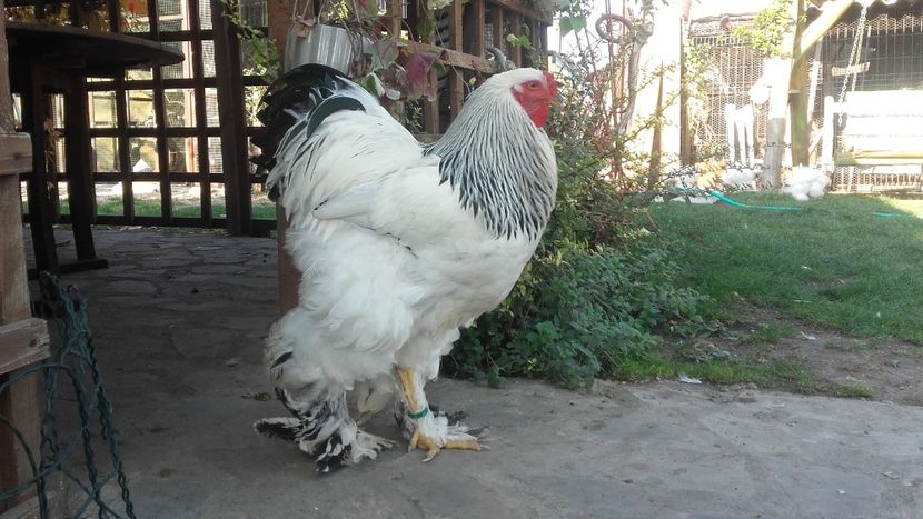  - BRAHMA HERMINAT DESCHIS